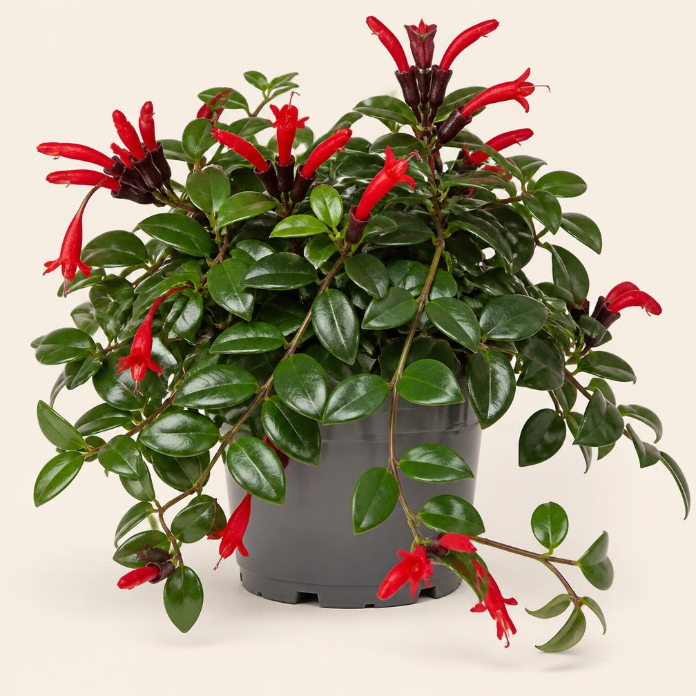Aeschynanthus 'Mona Lisa' med røde rørformede blomster
