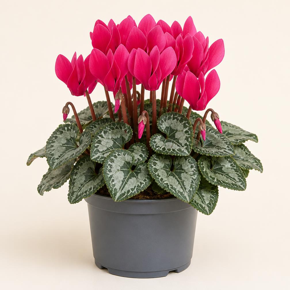 Cyclamen med pink blomster og sølvmønstrede blade