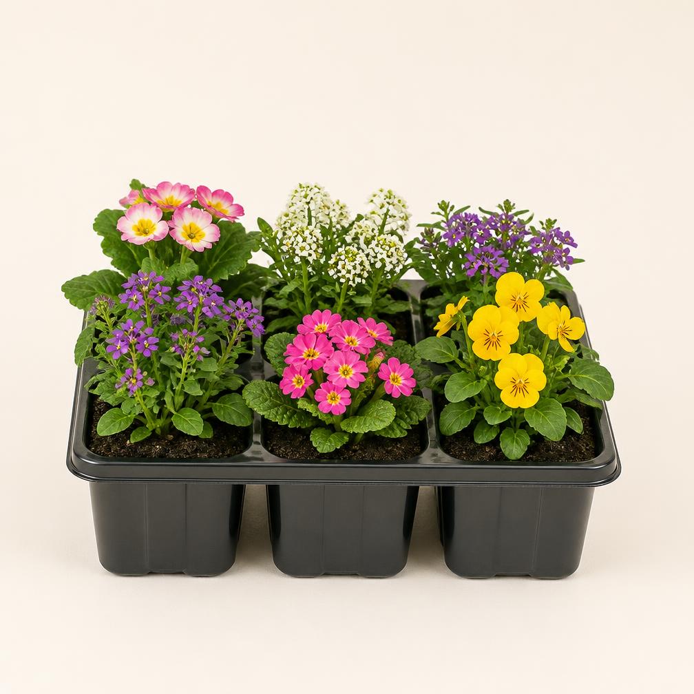 6-boks med farverige udplantningsplanter